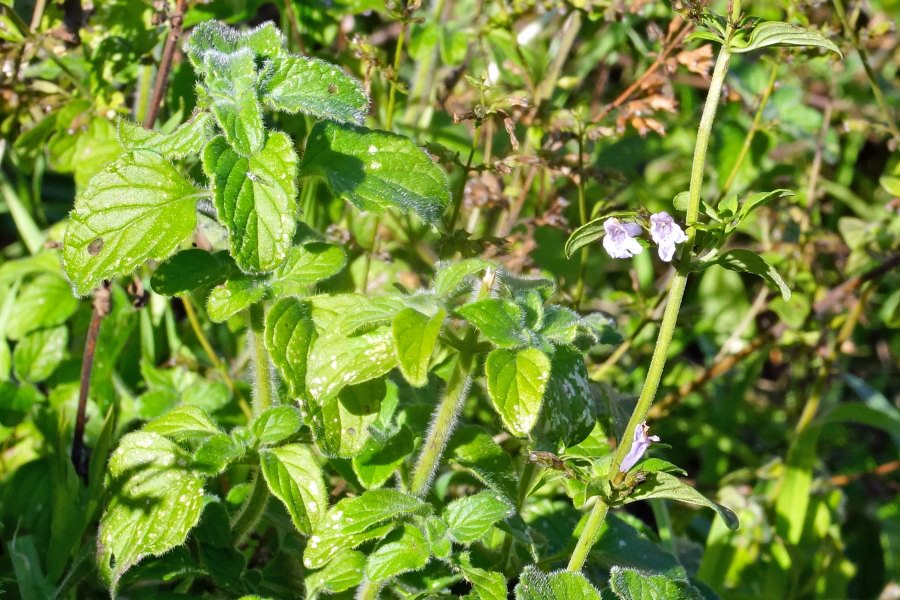Clinopodium nepeta [considerazioni su ssp.] (Lamiaceae)